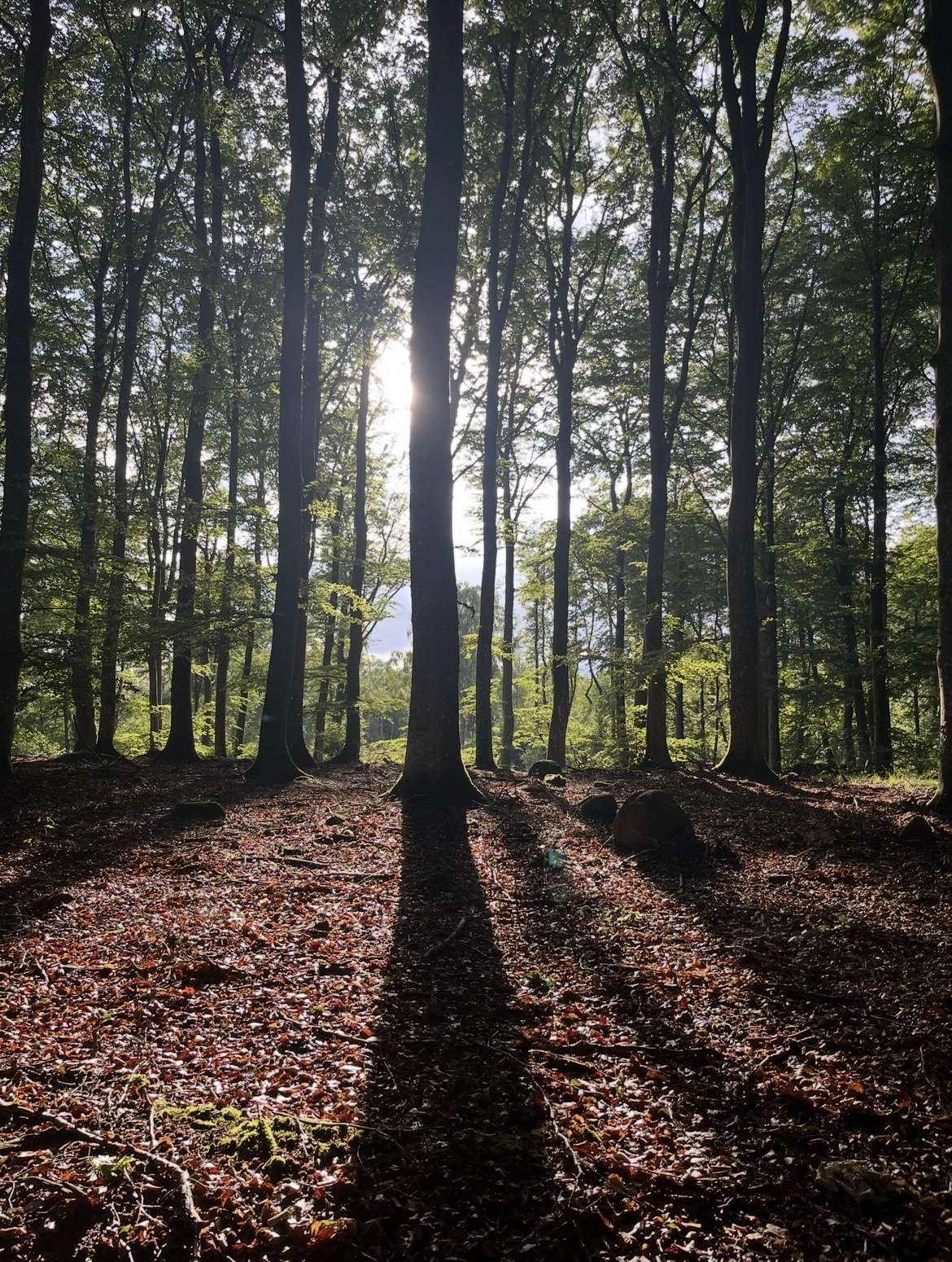 Detaljer i växtlighet och material i utemiljö